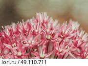 Allium Flowers Close Up. Стоковое фото, агентство Ingram Publishing / Фотобанк Лори
