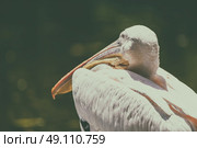 Wild White Pelican Bird Portrait. Стоковое фото, агентство Ingram Publishing / Фотобанк Лори