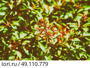 Firebush Or Hummingbird Bush (Hamelia Patens) Flower. Стоковое фото, агентство Ingram Publishing / Фотобанк Лори