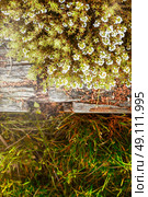 Wild thyme blooming. Стоковое фото, агентство Ingram Publishing / Фотобанк Лори