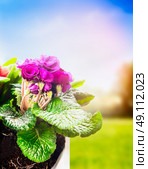 primula in flowers pot on spring nature background. Gardening concept. Стоковое фото, агентство Ingram Publishing / Фотобанк Лори