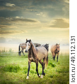 Herd of horses on summer pasture over beautiful dawn sky. Стоковое фото, агентство Ingram Publishing / Фотобанк Лори