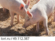 Cute pigs in pink color playing in hay at a farm. Стоковое фото, агентство Ingram Publishing / Фотобанк Лори