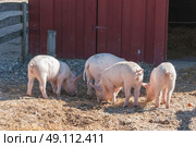 Barnyard with four pink pigs looking for food in the summer. Стоковое фото, агентство Ingram Publishing / Фотобанк Лори