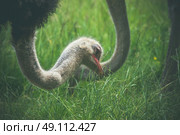 Ostrich eating green grass on a field. Стоковое фото, агентство Ingram Publishing / Фотобанк Лори