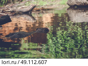 Beaver swimming in a lake with lots of wood. Стоковое фото, агентство Ingram Publishing / Фотобанк Лори