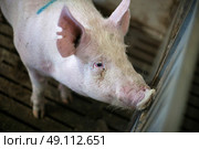 Pig looking through the bars in a dark stable. Стоковое фото, агентство Ingram Publishing / Фотобанк Лори