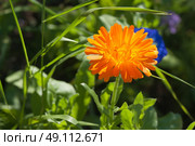 Calendula flower in a green garden in the summertime. Стоковое фото, агентство Ingram Publishing / Фотобанк Лори