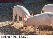 Pigs playing aroung in a yard at a farm. Стоковое фото, агентство Ingram Publishing / Фотобанк Лори
