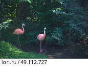 Flamingos standing in a river in a jungle. Стоковое фото, агентство Ingram Publishing / Фотобанк Лори