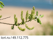 Twig with green seeds in the spring. Стоковое фото, агентство Ingram Publishing / Фотобанк Лори