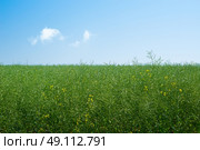 Green canola plants on a meadow in blue sky. Стоковое фото, агентство Ingram Publishing / Фотобанк Лори
