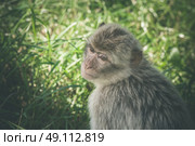 Macaca monkey in green grass in the summertime. Стоковое фото, агентство Ingram Publishing / Фотобанк Лори