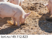 Pink piglets looking for food in a barnyard at summertime. Стоковое фото, агентство Ingram Publishing / Фотобанк Лори