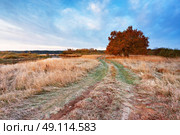 First autumn frosts in oak wood. Road in the meadow near the river in Belarus. Стоковое фото, агентство Ingram Publishing / Фотобанк Лори