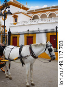 Seville Real Maestranza bullring plaza toros de Sevilla in andalusia Spain. Стоковое фото, агентство Ingram Publishing / Фотобанк Лори
