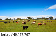 Salamanca grassland cows cattle in Dehesa of Spain by the via de la Plata way to santiago. Стоковое фото, агентство Ingram Publishing / Фотобанк Лори