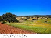 Dehesa grassland by via de la Plata way of Spain in Andalusia. Стоковое фото, агентство Ingram Publishing / Фотобанк Лори