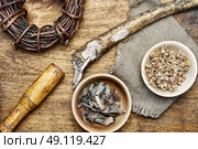 Healing root of elecampane. Medicinal herb in the wooden bowl and inula root. Стоковое фото, агентство Ingram Publishing / Фотобанк Лори