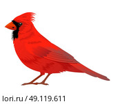 Northern Cardinal bird on a white background. Vector illustration. Стоковая иллюстрация, агентство Ingram Publishing / Фотобанк Лори