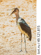 Marabou Stork Bird In Africa. Стоковое фото, агентство Ingram Publishing / Фотобанк Лори