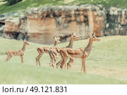African Impala (Aepyceros Melampus) Antelope. Стоковое фото, агентство Ingram Publishing / Фотобанк Лори