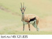 African Thomson's Gazelle (Eudorcas Thomsonii) Стоковое фото, агентство Ingram Publishing / Фотобанк Лори