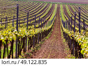 Rows of Vineyard Grape Vines. Spring landscape with green vineyards. Grape vineyards of South Moravia in Czech Republic. Стоковое фото, агентство Ingram Publishing / Фотобанк Лори