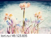 Crocuses and daffodils flowers with bokeh light, springtime background. Стоковое фото, агентство Ingram Publishing / Фотобанк Лори