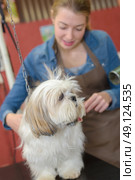 cleaning a dog. Стоковое фото, агентство Ingram Publishing / Фотобанк Лори