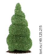 boxwood plant isolated on white background. 3d illustration. Стоковое фото, агентство Ingram Publishing / Фотобанк Лори