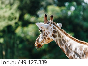 Northern Giraffe (Giraffa Camelopardalis) Portrait. Стоковое фото, агентство Ingram Publishing / Фотобанк Лори