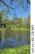 Vertical video of spring scenic landscape of nature park with deciduous trees and pond with wild duck Mallard (Lat. Anas platyrhynchos) on sunny May day. Recreation and outdoors. Стоковое видео, видеограф Виктория Катьянова / Фотобанк Лори