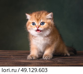 Британский длинношерстный котенок сидит на деревянной поверхности. Стоковое фото, фотограф Алена Попова / Фотобанк Лори