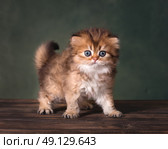 Британский длинношерстный котенок сидит на деревянной поверхности. Стоковое фото, фотограф Алена Попова / Фотобанк Лори