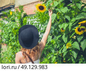 A young woman wearing a hat and a dress is admiring some sunflowers outside a house on a sunny day in summer. Стоковое фото, агентство Ingram Publishing / Фотобанк Лори