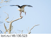 White Stork Perching On A Tree. Стоковое фото, агентство Ingram Publishing / Фотобанк Лори