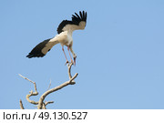 White Stork Perching On A Tree. Стоковое фото, агентство Ingram Publishing / Фотобанк Лори