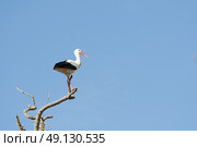 White Stork Perching On A Tree. Стоковое фото, агентство Ingram Publishing / Фотобанк Лори