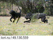 A labrador and a bouvier des flandres playing chase. Стоковое фото, агентство Ingram Publishing / Фотобанк Лори