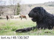 Bouvier Des Flandres rounding up and guarding sheep. Стоковое фото, агентство Ingram Publishing / Фотобанк Лори