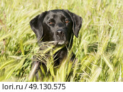 Portrat of a Labrador in long grass. Стоковое фото, агентство Ingram Publishing / Фотобанк Лори