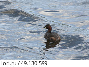 A Little Grebe or Dabchick Swimming. Стоковое фото, агентство Ingram Publishing / Фотобанк Лори