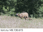 Purebred Cameroon Ewe and Her Lamb. Стоковое фото, агентство Ingram Publishing / Фотобанк Лори