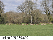 Herd OF Fallow Deer. Стоковое фото, агентство Ingram Publishing / Фотобанк Лори