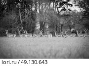 Herd of Wild Fallow Deer. Стоковое фото, агентство Ingram Publishing / Фотобанк Лори