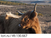 Highland Cow Roaming Free In The New Forest. Стоковое фото, агентство Ingram Publishing / Фотобанк Лори