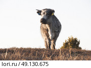 Free-Range New Forest Cattle. Стоковое фото, агентство Ingram Publishing / Фотобанк Лори
