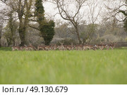 Wild Fallow Deer Herd. Стоковое фото, агентство Ingram Publishing / Фотобанк Лори