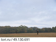 Group Of Men On A Driven Game Shoot. Стоковое фото, агентство Ingram Publishing / Фотобанк Лори